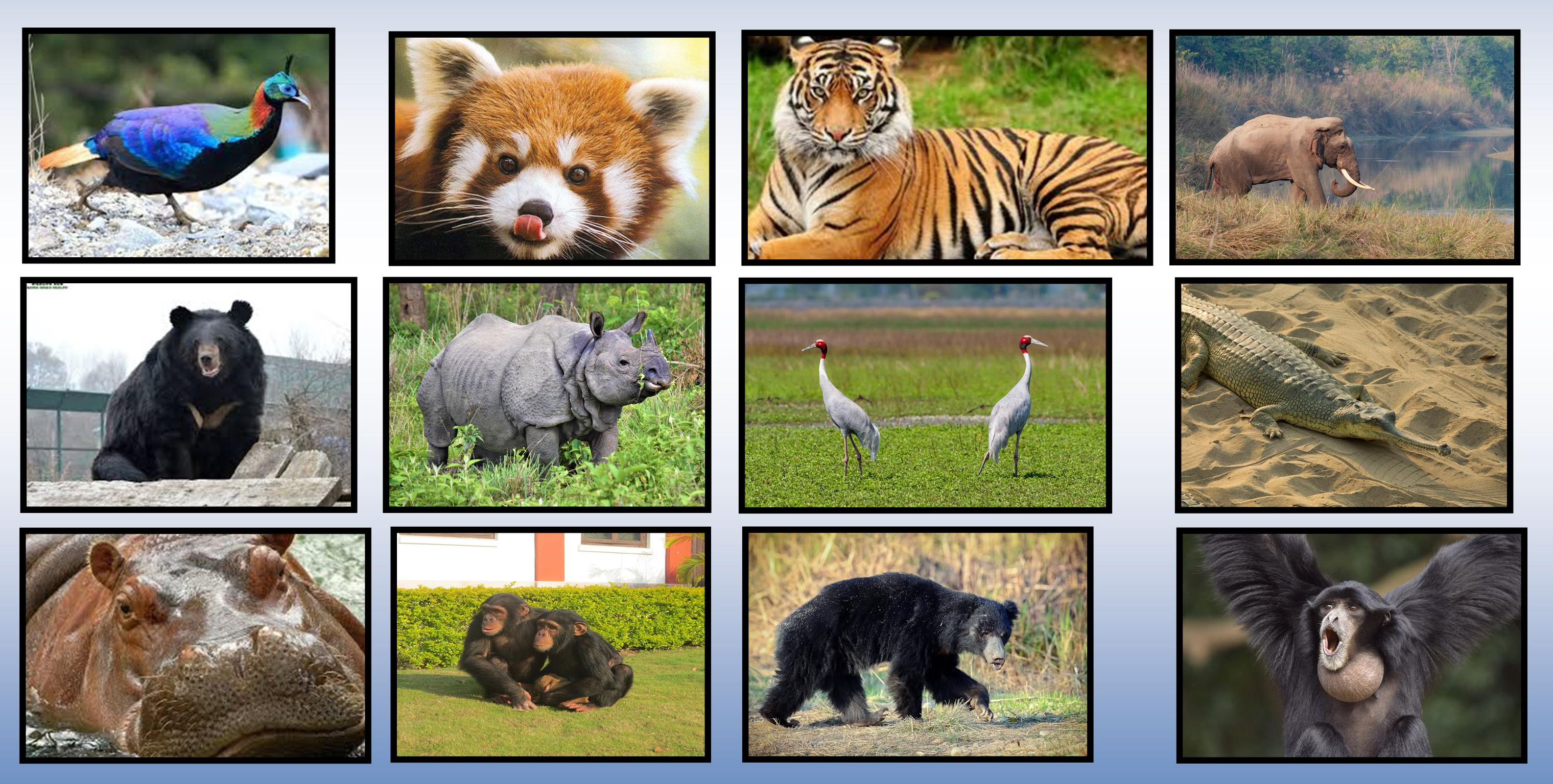 Animal-list
